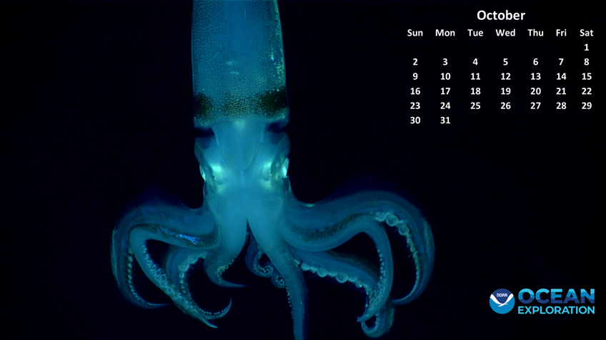 During Dive 07 of the third expedition of Voyage to the Ridge 2022, we observed this squid (likely an Illex  coindetii) at 631 meters (2,070 feet) in depth on Lang Bank, northeast of St. Croix, in the Caribbean Sea.