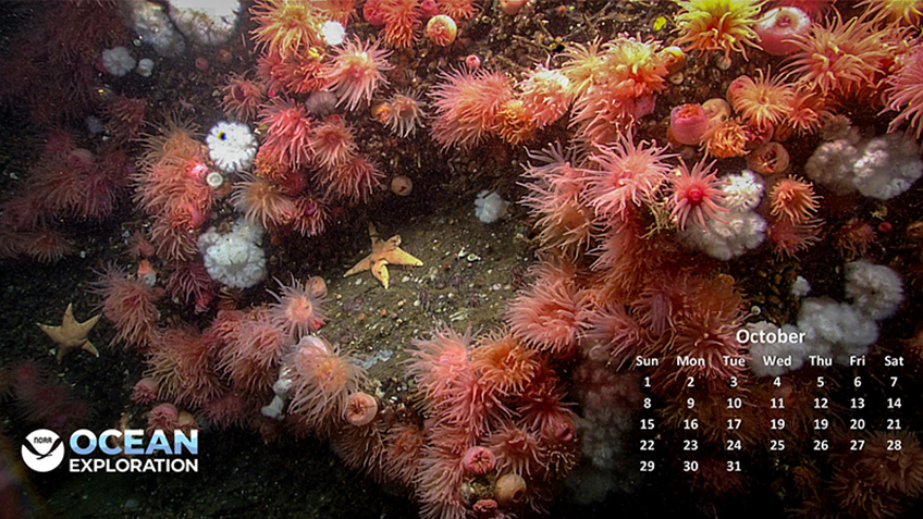 This colorful anemone 'garden' was seen at a depth of 422 meters (1,385 feet) in southeastern Alaska's Ernest Sound during Seascape Alaska 5: Gulf of Alaska Remotely Operated Vehicle Exploration and Mapping.