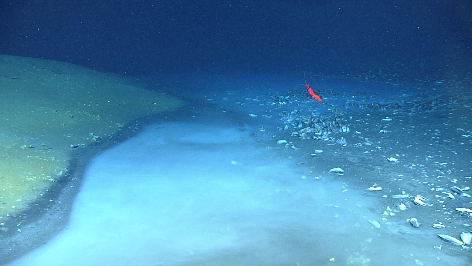 В глубоководных океанах отсутствуют. Глубоководный океан. Биолюминесценция фитопланктона. Brine Pool. Зума океан.
