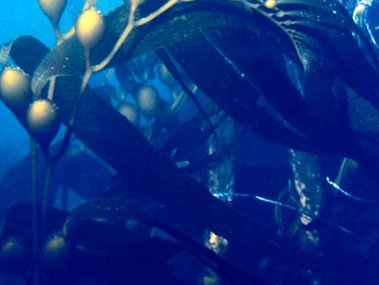 Close-up of a kelp forest. The saclike structures are air bladders that buoy the leaves toward the sea surface to absorb the sun's energy. (Courtesy of NOAA Photo Library.)