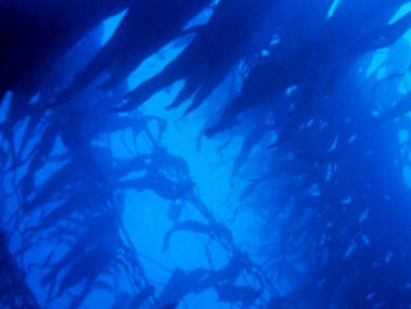 Kelp forests can grow as tall as 100 feet above the ocean floor and provide shelter for fish, snails, crabs, and sea otters. (Courtesy of NOAA Photo Library.)