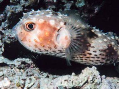 Puffer fish (Dioden sp) at rest in reef. (Courtesy of NOAA Photo Library.)