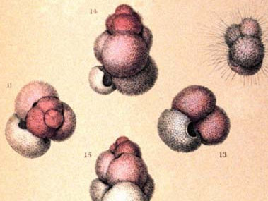 Specimens of Globigerina. Source: In The Voyage of H.M.S. Challenger Zoology, Vol. IX. Plate LXXIX.