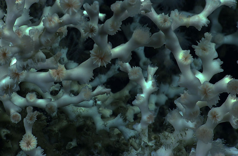 Explore Deep-sea Corals