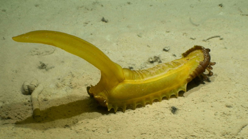 This sea cucumber, dubbed the “gummy squirrel” (Psychropotes longicauda), was seen at 5,100 meters (3.2 miles) depth on abyssal sediments in the western Clarion-Clipperton Zone. This animal is ~60 centimeters (2 feet) long (including tail), with red feeding palps (or “lips”) visibly extended from its anterior end (right).