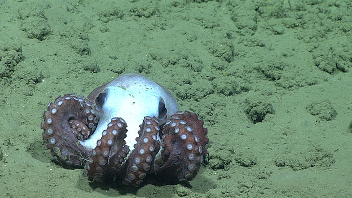 This Muusoctopus octopod, whose body was about 16 centimeters (5.2 inches) across, was observed on soft bottom seafloor at approximately 1,600 meters (5,250 feet) depth during a Windows to the Deep 2019 expedition dive to explore a seep site just south of Norfolk Canyon.
