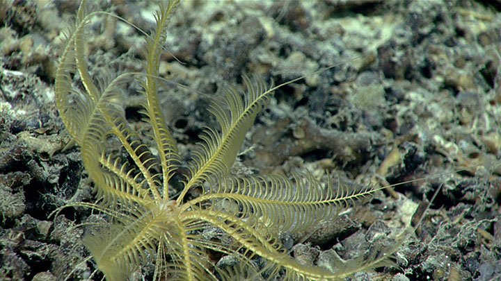 This 10-armed yellow crinoid was seen at a depth of approximately 750 meters (2,460 feet) during a 2019 Southeastern U.S. Deep-sea Exploration dive on a ridge topped with a series of mounds that may mark the eastern extent of the Million Mounds area on the edge of the Stetson Miami Terrace Deep Water Coral Habitat Area of Particular Concern.