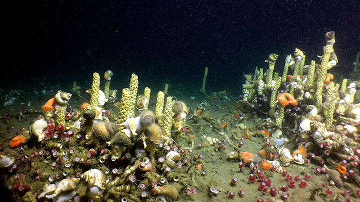 A mass of snails (gastropods called Neptunea) and their egg masses (the yellow towers) using clumps of tubeworms as a place to anchor in the otherwise soft sediment of the deep.