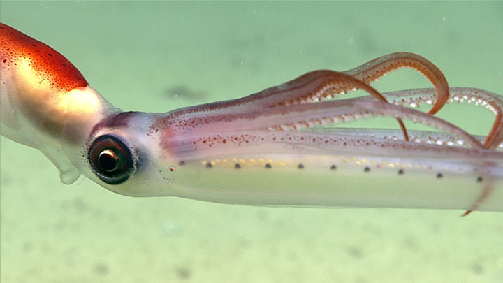This long-armed squid, Chiroteuthis veranyi, was imaged at a depth of approximately 1,400 meters (4,593 feet) while exploring Hudson Canyon as part of the 2021 ROV Shakedown expedition.