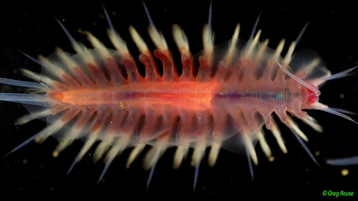 This whimsical creature is a ‘macellicephalin scale worm,’ and it was collected by remotely operated vehicle Hercules during the Benthic Communities and Their Biopharmaceutical Potential Across Mineral-Rich Marine Biomes expedition.