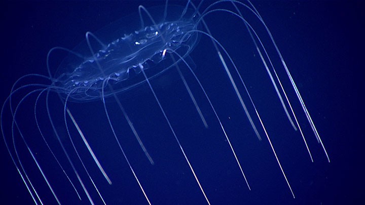By conducting a series of transects at intervals between 300 and 900 meters (984 and 2,953 feet) depth, we caught glimpses of the life, such as this jellyfish, that inhabits this largest and least explored environment on Earth.