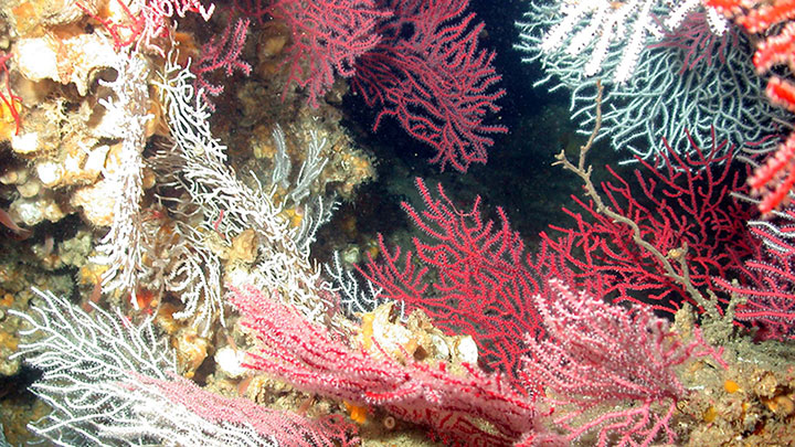 A deep-sea coral garden in Madison-Swanson Marine Reserve off the west coast of Florida, protected in 2000.