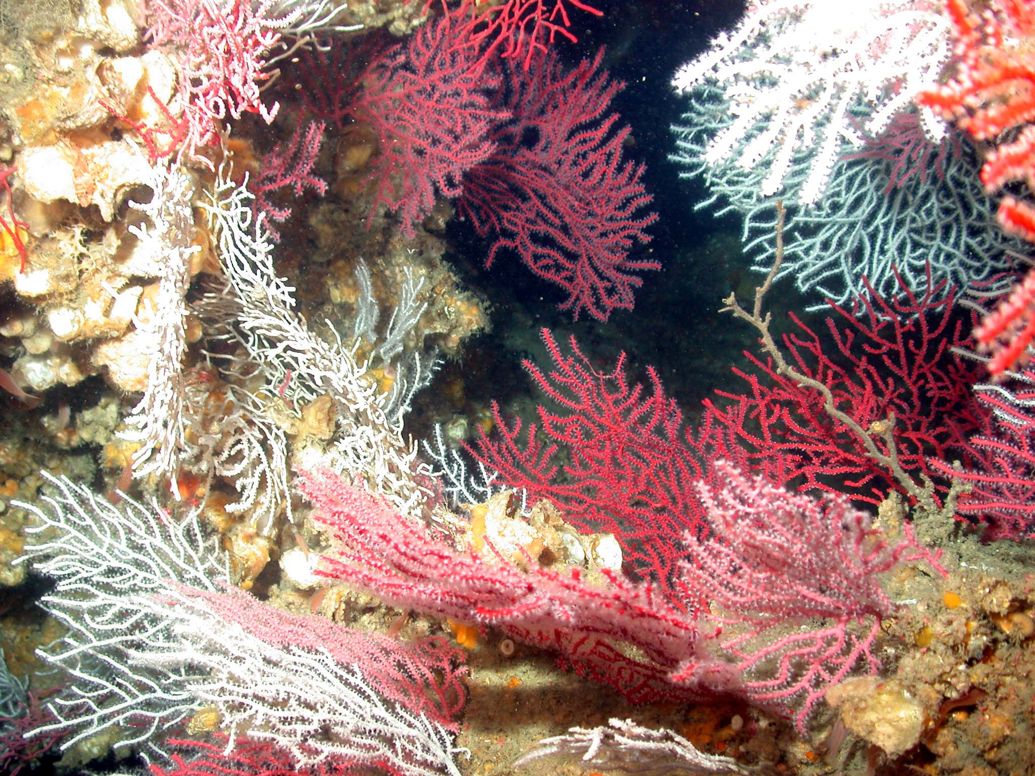 Coral life. Кораллы. Подводный мир кораллы. Коралловый риф. Кораллы в океане.