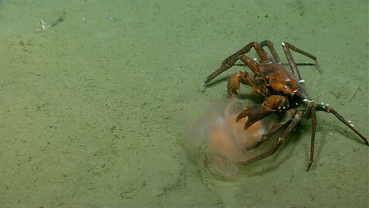 While exploring a relatively shallow dive site at a landslide debris field between Alvin and Nantucket Canyons during the final dive of the Northeast U.S. Canyons Expedition 2013, we observed this crab feasting on a benthic ctenophore.