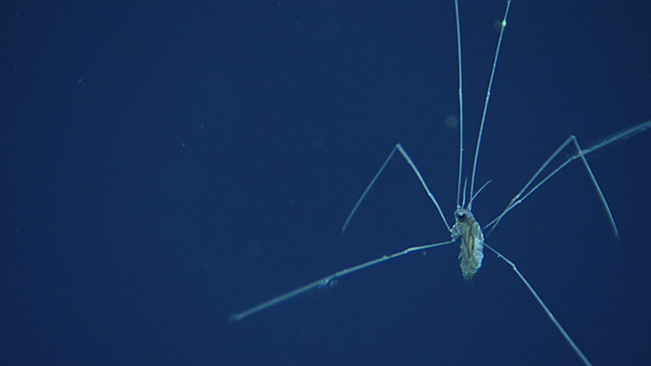 This water walking isopod was observed while exploring a mound feature at Hidalgo Basin during the Gulf of Mexico 2018 expedition (watch video of the isopod!) at a depth of approximately 1,095 meters (3,592 feet).
