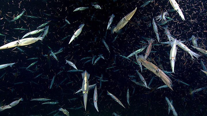 Northern shortfin squid (Illex illecebrosus) were seen actively feeding on a large swarm of crustaceans.