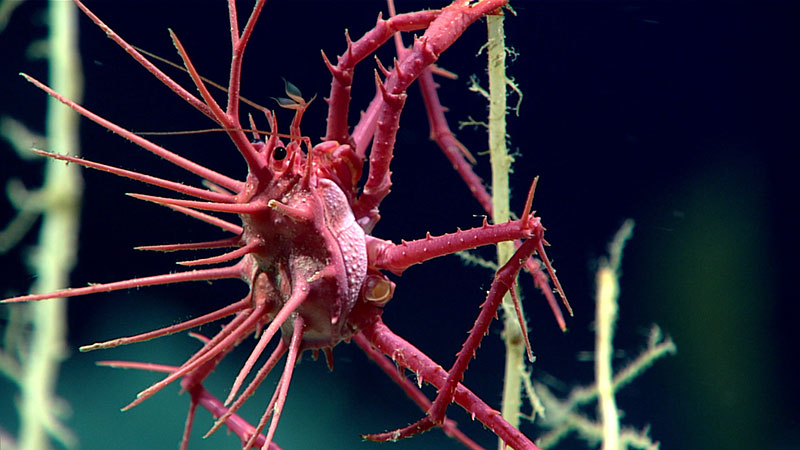 The Fascinating World of Spiny, Spiky Sea Creatures - Owlcation