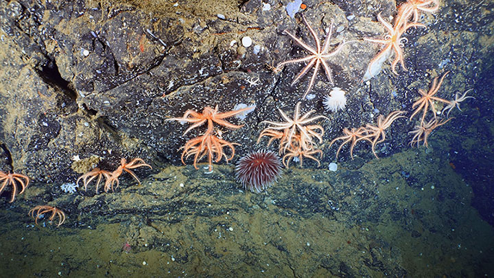 While exploring along the central Patton Ridge during the expedition, brisingid sea stars, anemones, and sponges were observed to occur in high densities on steep, iron-manganese encrusted rocky faces.