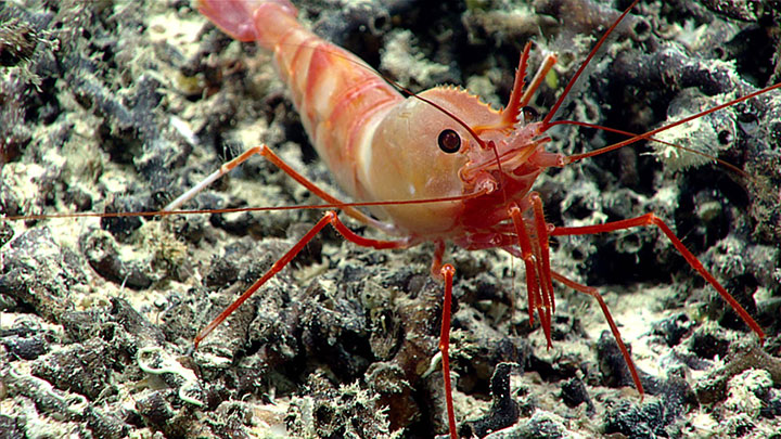 This shrimp, which measured nearly 10 centimeters (4 inches) in length, was observed on coral rubble during a Windows to the Deep 2019 expedition dive that took place about 100 miles off the coast of Florida, at a site within the Stetson-Miami Terrace Deep Water Coral Habitat Area of Particular Concern.