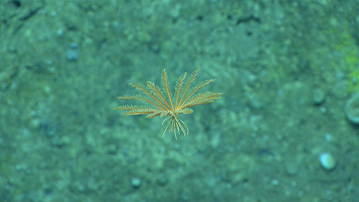 This crinoid (Stylmetra spinifera) was seen swimming through the water column during an Océano Profundo 2018: Exploring Deep-sea Habitats off Puerto Rico and the U.S. Virgin Islands expedition dive on a small ridge feature located west of Desecheo Island.