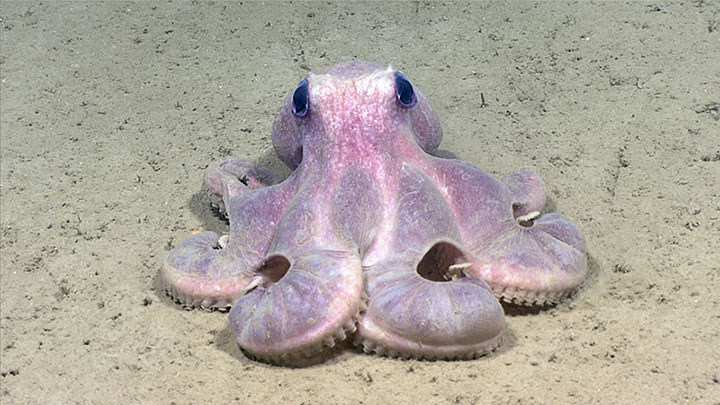 This octopus (Graneledone verrucosa) was seen while diving in Hudson Canyon during the 2021 ROV Shakedown.