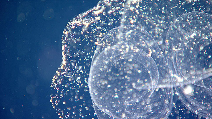 A close look at a larvacean house, seen during the 1200-meter (3,937-foot) water column transect of Dive 20 of the 2021 North Atlantic Stepping Stones expedition. 