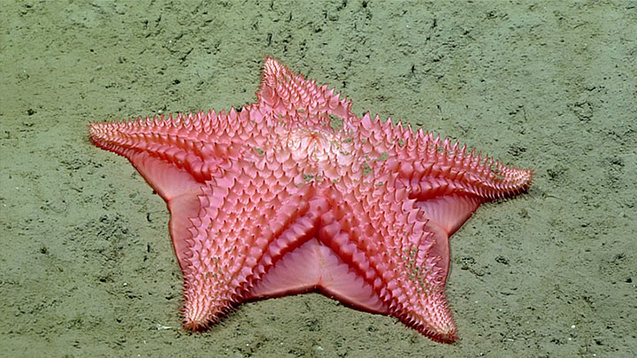 This sea star in the genus Hymenaster lives up to its common name of “slime star,” being capable of producing a copious amount of mucus as a defense mechanism.