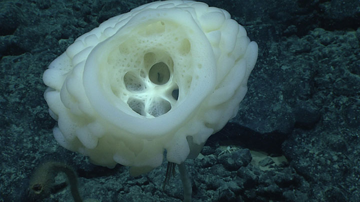 This glass sponge (Saccocalyx sp.) was one of many glass sponges observed throughout the dive on Mozart Seamount as part of the Deep-Sea Symphony: Exploring the Musicians Seamounts expedition.