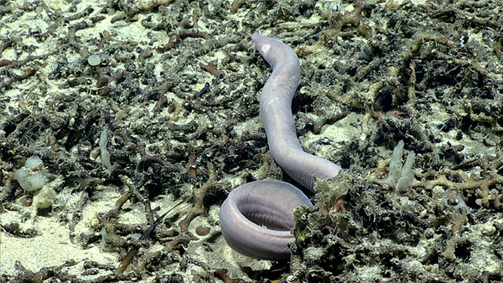 We saw this lovely hagfish during a 2019 Southeastern U.S. Deep-sea Exploration dive off the Atlantic coast of Florida.