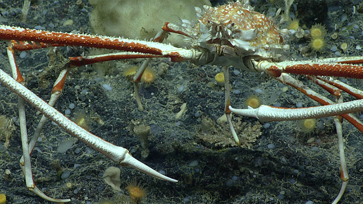 With its long, spindly legs, this spider crab in the family Majidae certainly lives up to its common name!