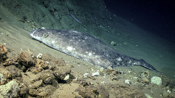 A large endangered Atlantic halibut (Hippoglossus hippoglossus) seen resting on the seafloor during Dive 05 of the Deep Connections 2019 expedition.