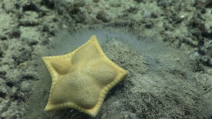 In honor of World Pasta Day, meet the “ravioli” sea star.