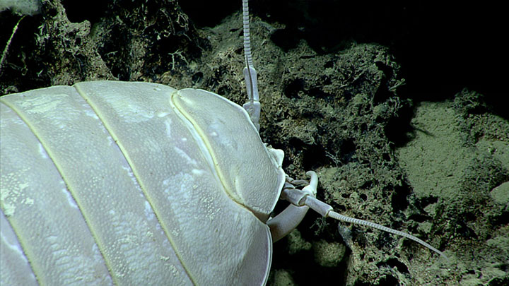This giant isopod (Bathynomus giganteus) was spotted during a Gulf of Mexico 2017 expedition dive to explore an area informally named “Okeanos Ridge,” as it was first mapped using NOAA Ship Okeanos Explorer in 2012.