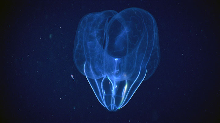 Shortly after reaching the seafloor for an Exploration of the Gulf of Mexico 2014 dive along the West Florida Escarpment, we encountered several of these ctenophores, or comb jellies.