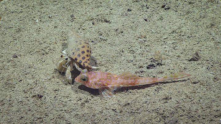 It was observed bumping into a slope dragonet (Centrodraco sp.) at approximately 310 meters (1,015 feet) depth while exploring a large, unexplored sinkhole off the Pourtales Terrace during the Gulf of Mexico 2018 expedition.