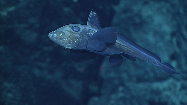 This chimaera was observed at around 1,850 meters (6,070 feet) depth during a dive to explore an unnamed seamount within Phoenix Islands Protected Area as part of the Discovering the Deep: Exploring Remote Pacific Marine Protected Areas expedition.