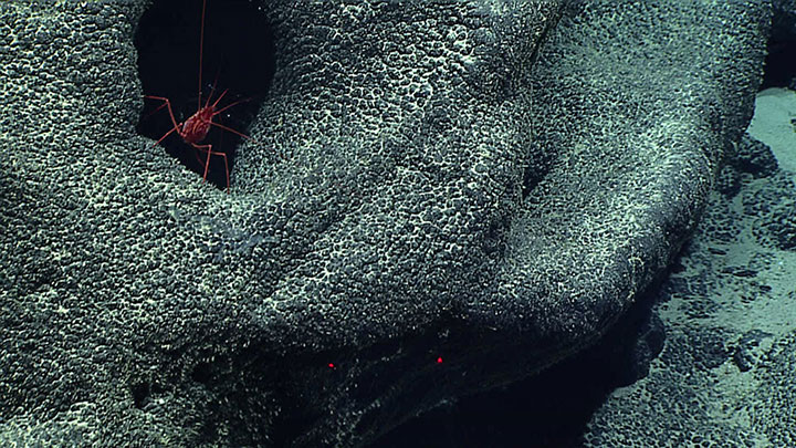 This red shrimp was observed within a small opening in an outcrop during a Deepwater Wonders of Wake: Exploring the Pacific Remote Islands Marine National Monument dive on a site unofficially dubbed Revolver Seamount, approximately 70 miles southwest of Wake Island.