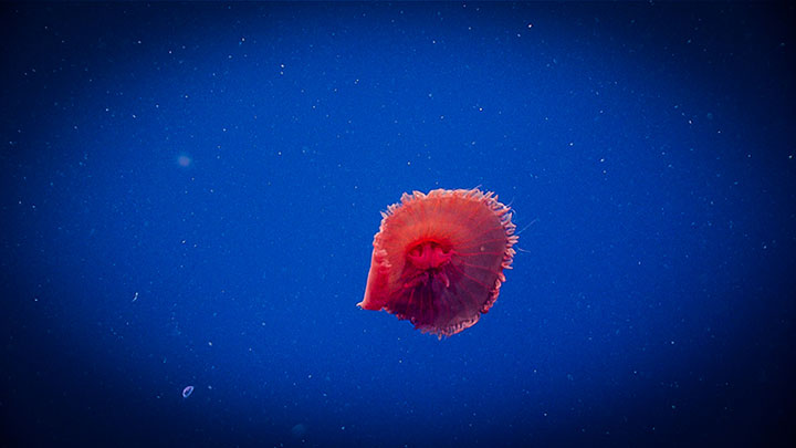 The dusky red jelly, Poralia sp., is a common sight during midwater transects.