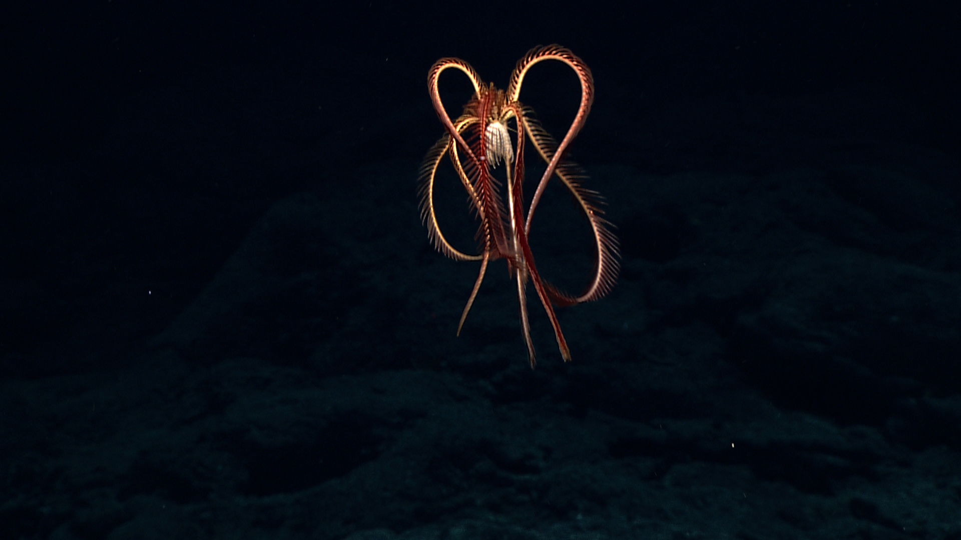 Multimedia: November 8, 2021: Image of the Day: NOAA Ocean Exploration