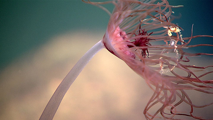 A solitary hydroid seen perched on top of a rock formation during a dive to explore Vailulu'u seamount, an active volcano lying in the eastern region of the Samoan hotspot as part of the 2017 American Samoa Expedition: Suesuega o le Moana o Amerika Samoa expedition.