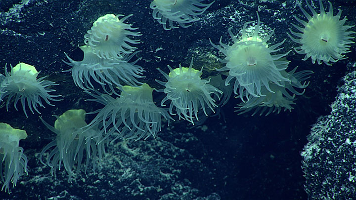 This cluster of sea anemones in the order Actiniaria were observed clinging to ferromanganese rock at a depth of 968 meters (3,175 feet) during a dive at a site dubbed West Palmyra Seamount as part of the Mountains in the Deep: Exploring the Central Pacific Basin expedition. Each individual polyp measured 3 to 4 centimeters (1 to 1.5 inches) across.