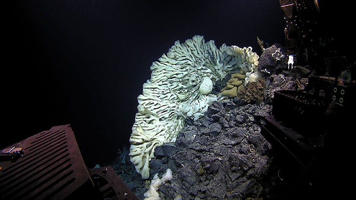 During the 2015 Hohonu Moana: Exploring Deepwaters off Hawaiʻi expedition, scientists imaged what was later determined to be the largest sponge known in the world. Found at a depth of 2,130 meters (7,000 feet) within Papahānaumokuākea Marine National Monument, the sponge was close to 3.7 meters (12 feet long) and 2.1 meters (7 feet) wide, comparable in size to a minivan.