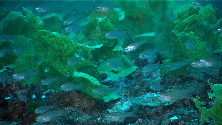 This school of cardinal fish, Apogon sp., was observed among the green alga Anadyomene menziesii on Pulley Ridge during the Coral Ecosystem Connectivity 2015: From Pulley Ridge to the Florida Keys expedition.