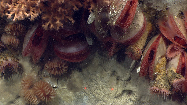 During the Northeast U.S. Canyons Expedition 2013, the team explored along the western wall of Atlantis Canyon to characterize benthic (bottom) biodiversity and habitats as well as to collect information about canyon geomorphology. At one point, they encountered a ledge where sessile fauna (stationary animals) were prevalent, including the corals and bivalves seen in this image.