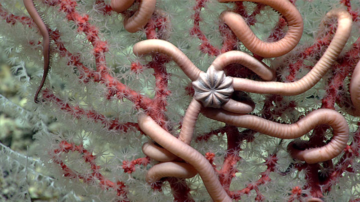 A brittle star entwined in the branches of a bubblegum coral at a depth of 755 meters (2,478 feet).