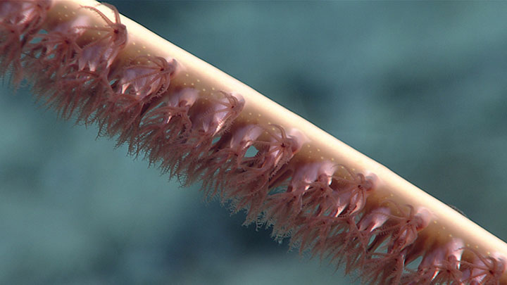 A close look at an octocoral of the genus Halipteris, seen at a depth of 2,390 meters (7,841 feet) on the third dive of the 2021 North Atlantic Stepping Stones expedition on a previously unexplored seamount the expedition team dubbed Hopscotch Seamount, as its exploration brought us just south of the Corner Rise Seamounts targeted for exploration during the expedition.