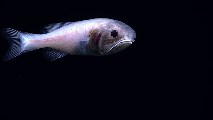 During the 2016 Deepwater Exploration of the Marianas expedition, while diving on the western wall of the Mariana Trench at a site dubbed Hadal Wall to explore the transition between the abyssal and hadal zones and to document and characterize fauna on a diversity of habitat types, we encountered this fish, potentially a Malacosarcus sp., or prickelfish.