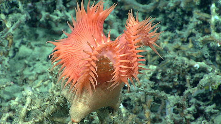 This beautiful sea anemone in the family Hormathiidae was imagined at a depth of 827 meters (2,713 feet) during a Windows to the Deep 2018 dive on Richardson Hills, an area off the coast of South Carolina that part of one of the most extensive Lophelia coral reefs on the planet.