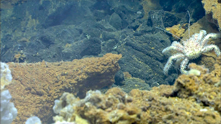 A large crab of the genus Paralomis crawls on the volcanic sediment and rock at West Mata. 