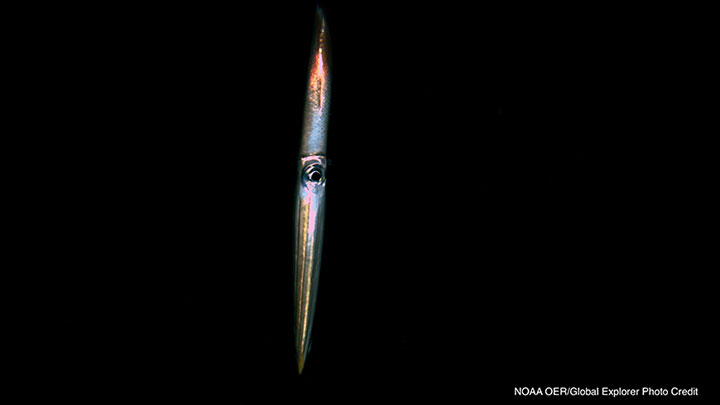 This awesome little squid was imaged at 1,100 meters (3,610 feet) depth in the Gulf of Mexico during the Journey into Midnight: Light and Life Below the Twilight Zone expedition.